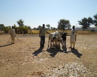Four cows purchased for students' training
